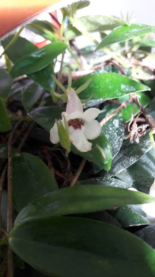 Codonanthopsis tlustolistá 4