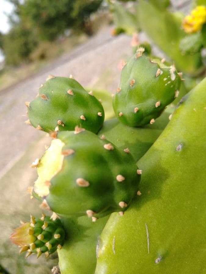 Opuntia a tre spine