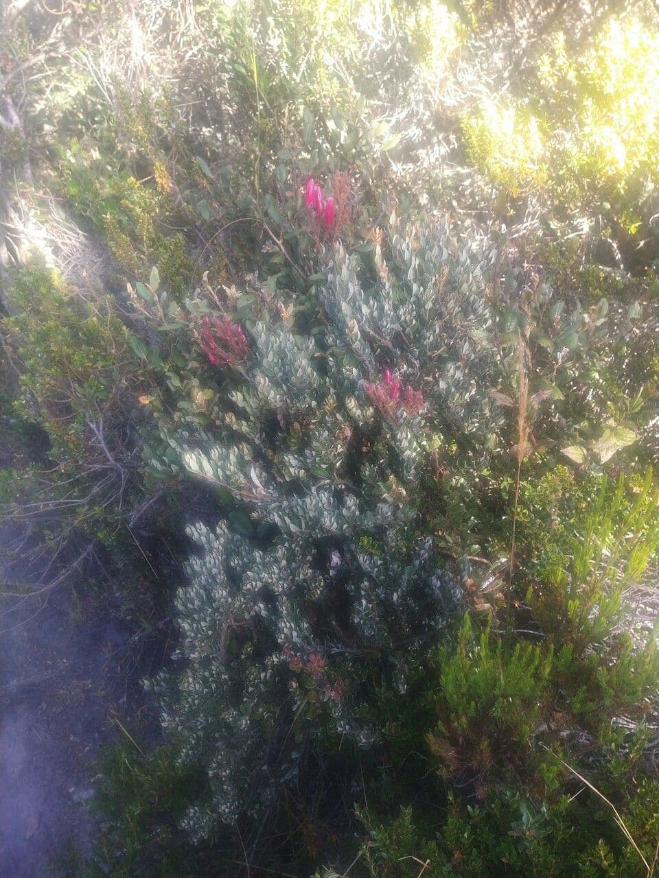 Bejaria 6