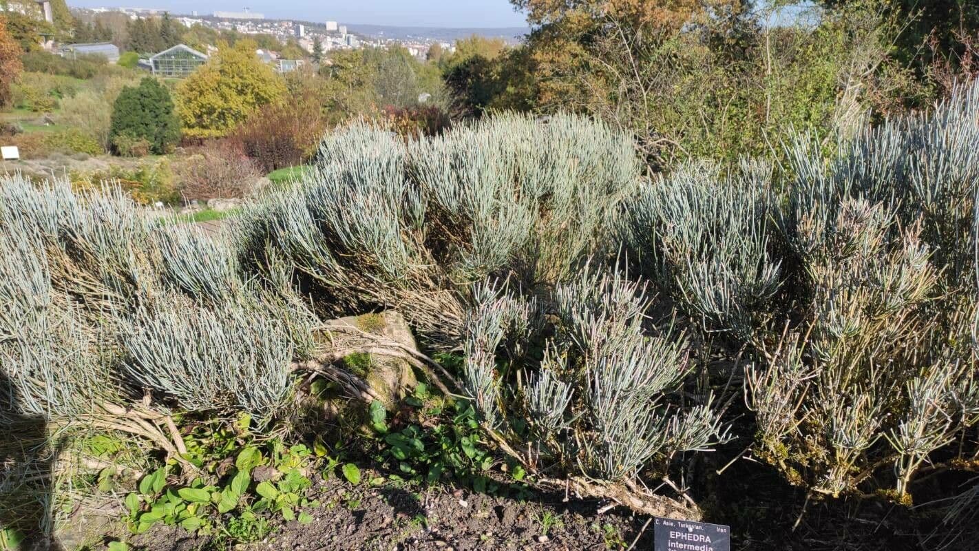 Ephedra intermedia 4