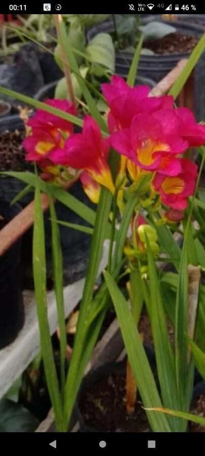 Freesia 13