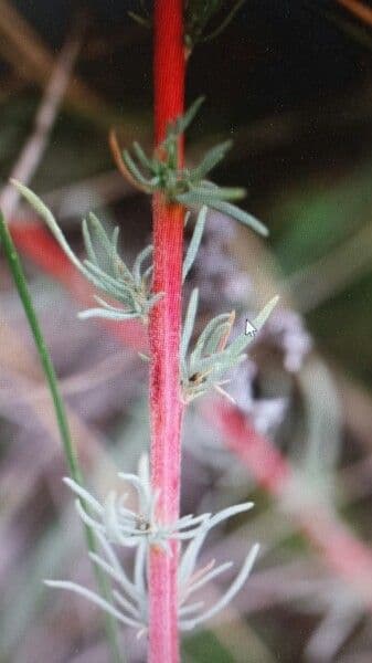 Bassia prostrata 19