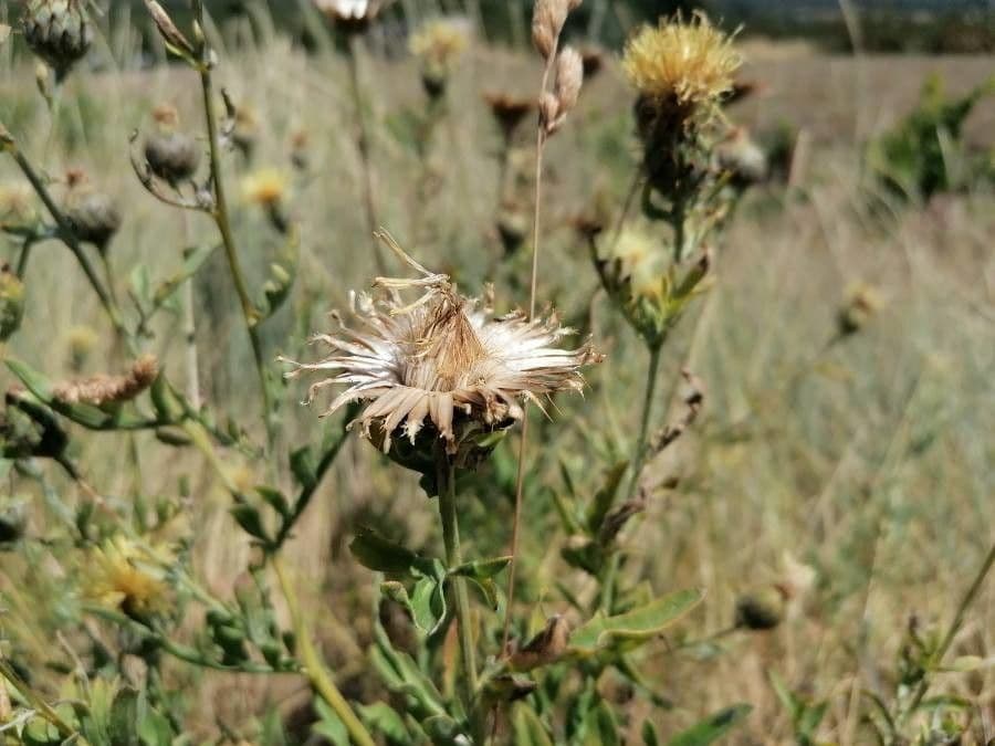 Centaurea collina 26
