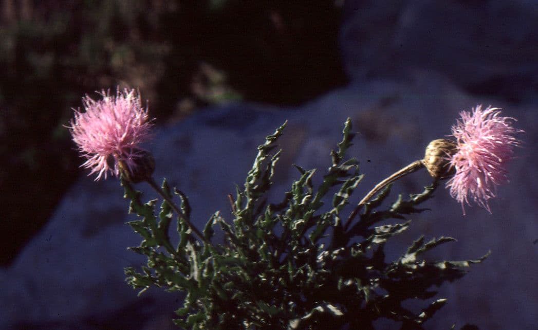 Cheirolophus 14