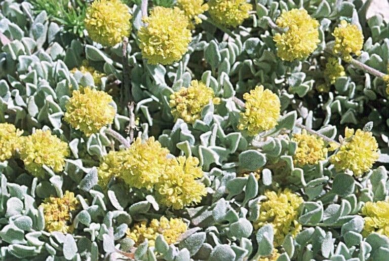 Eriogonum 6