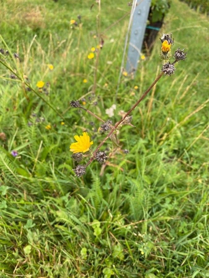Radicchiella bienne