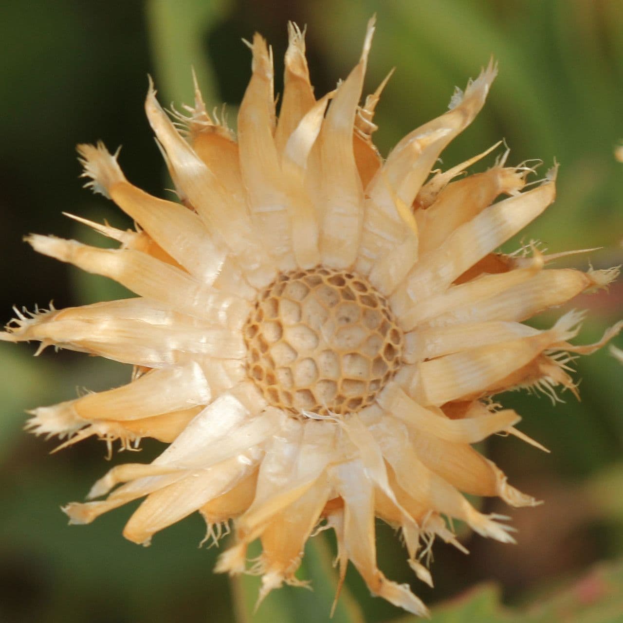 Centaurea collina 4
