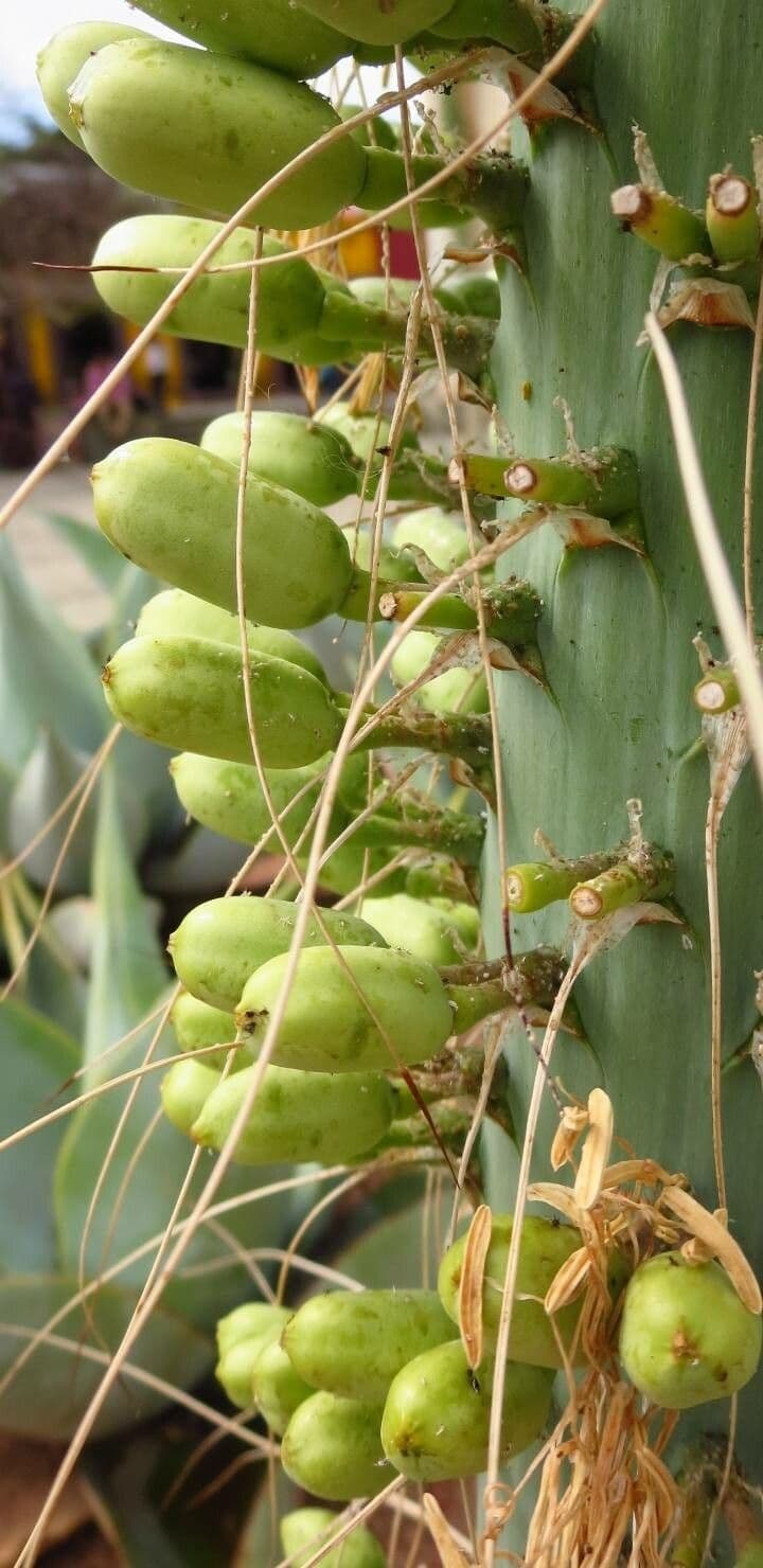 Utah-Agave 5
