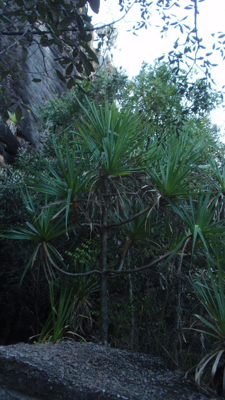 Schraubenbaum 4