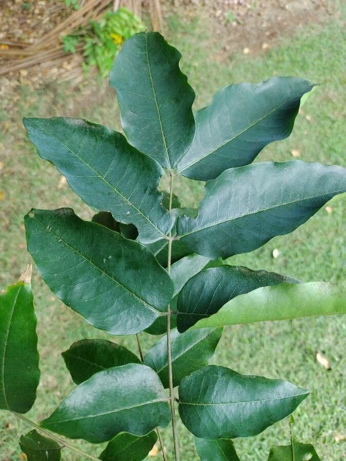 Cenostigma 6
