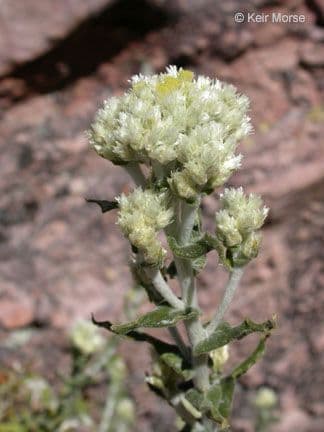 Pseudognaphalium dvubarvé 3