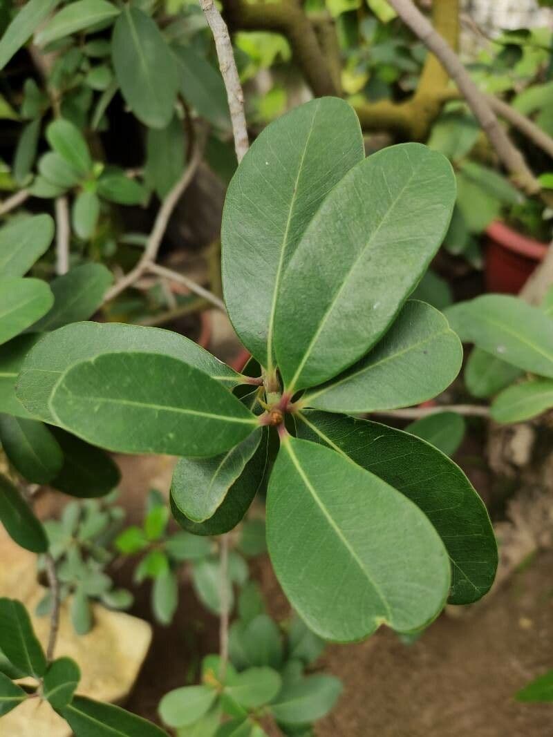 Sideroxylon 6