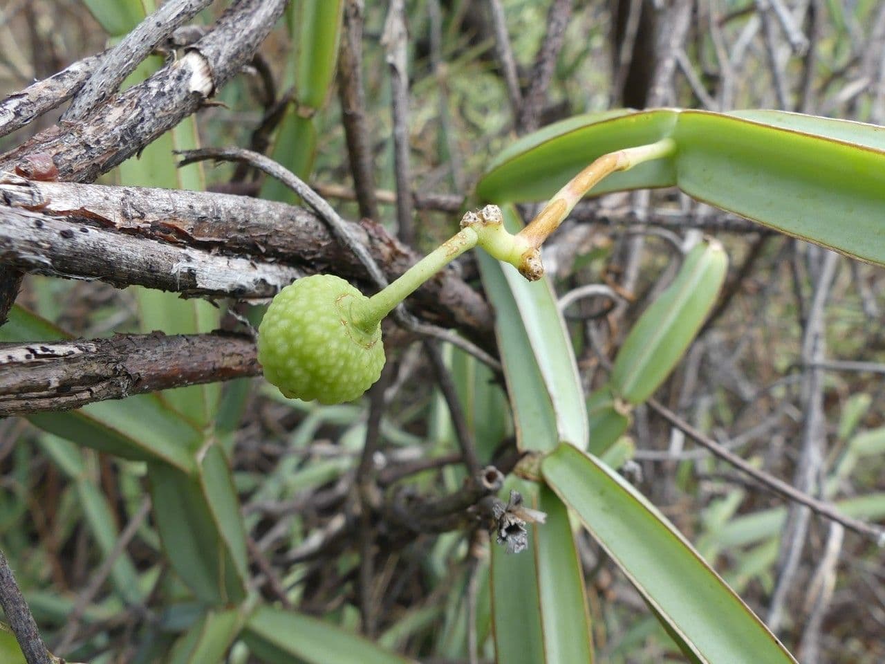 Cissus 4