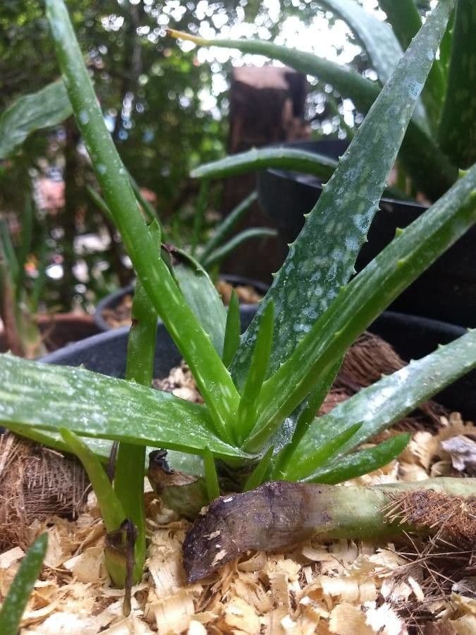 Aloe 8