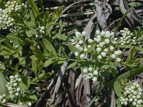 Comandra umbellata 6