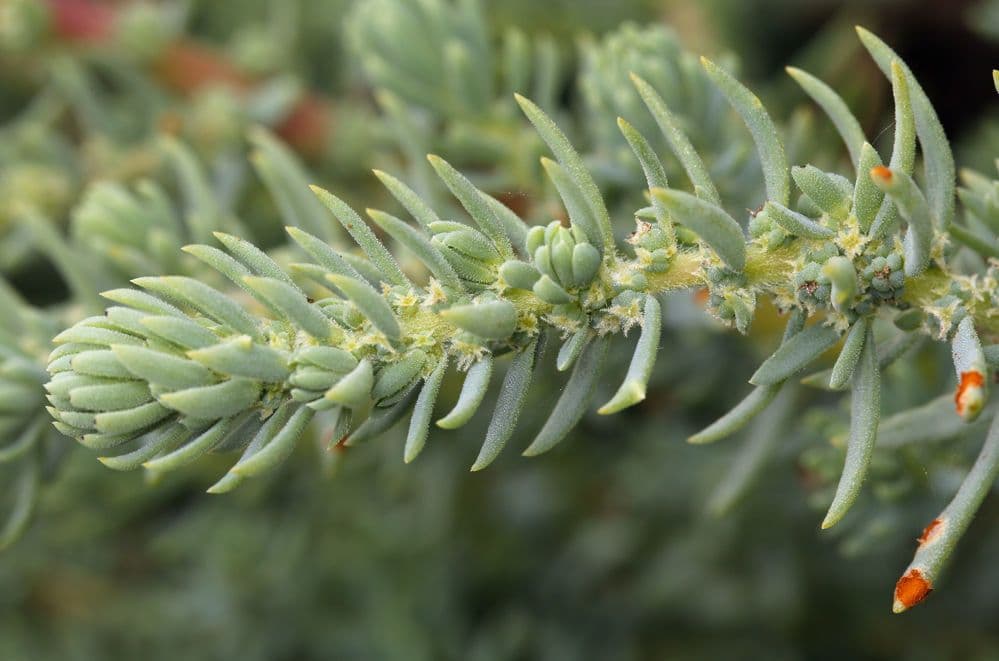 Suaeda taxifolia 2
