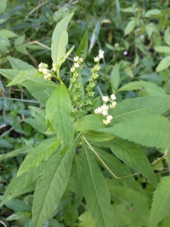 Penthorum sedoides