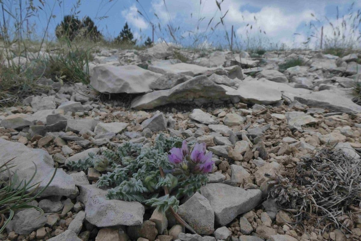 Falkenblume