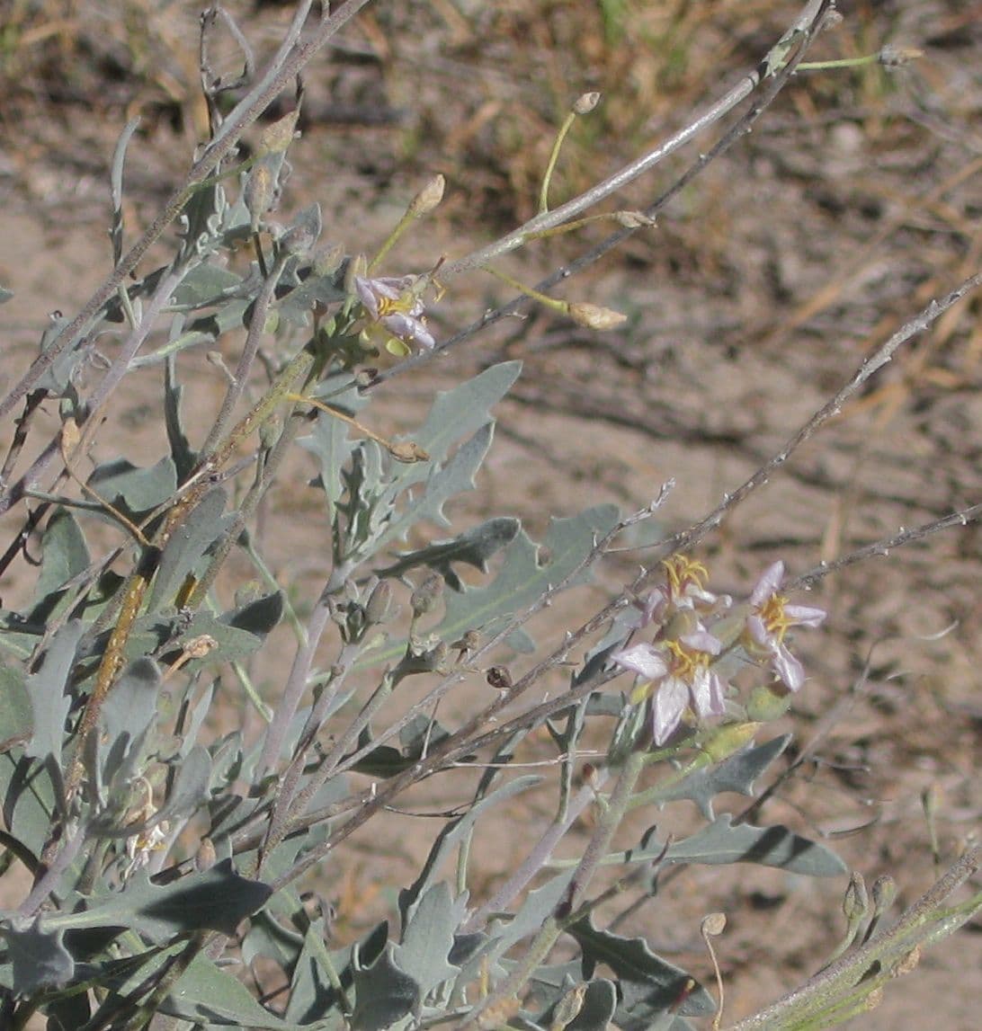 Nerisyrenia 3