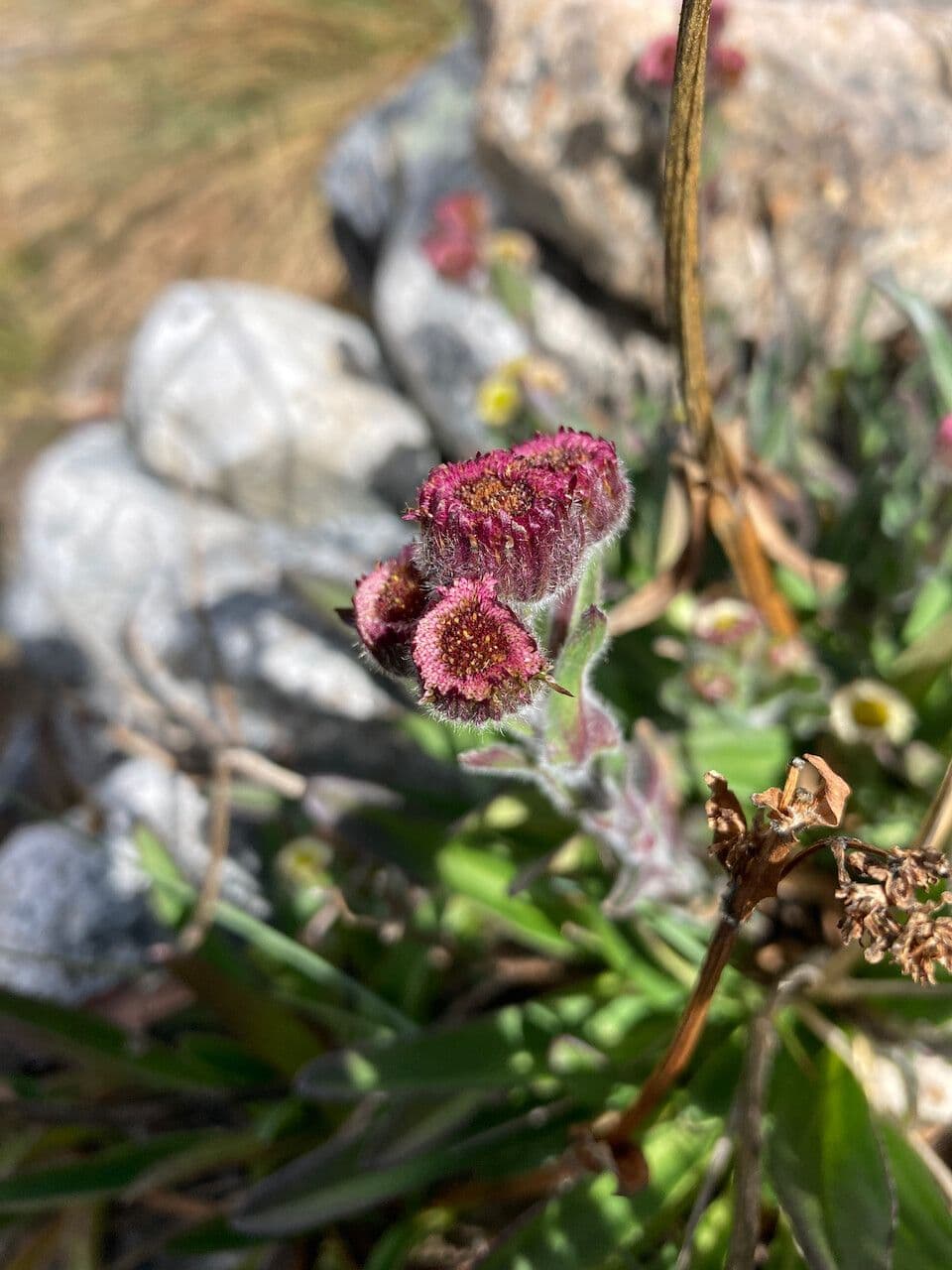 Erigeron 6