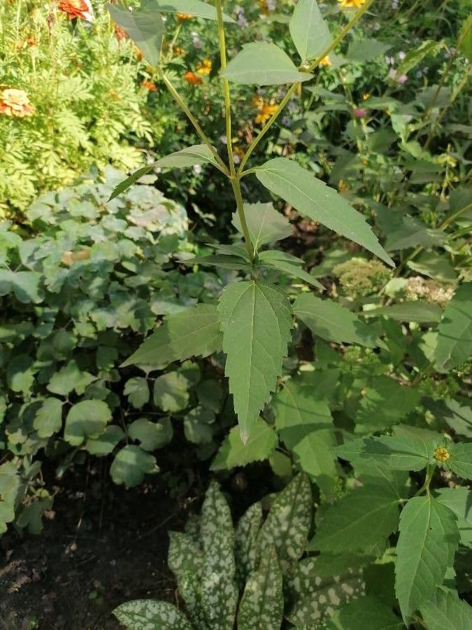 Heliopsis 14