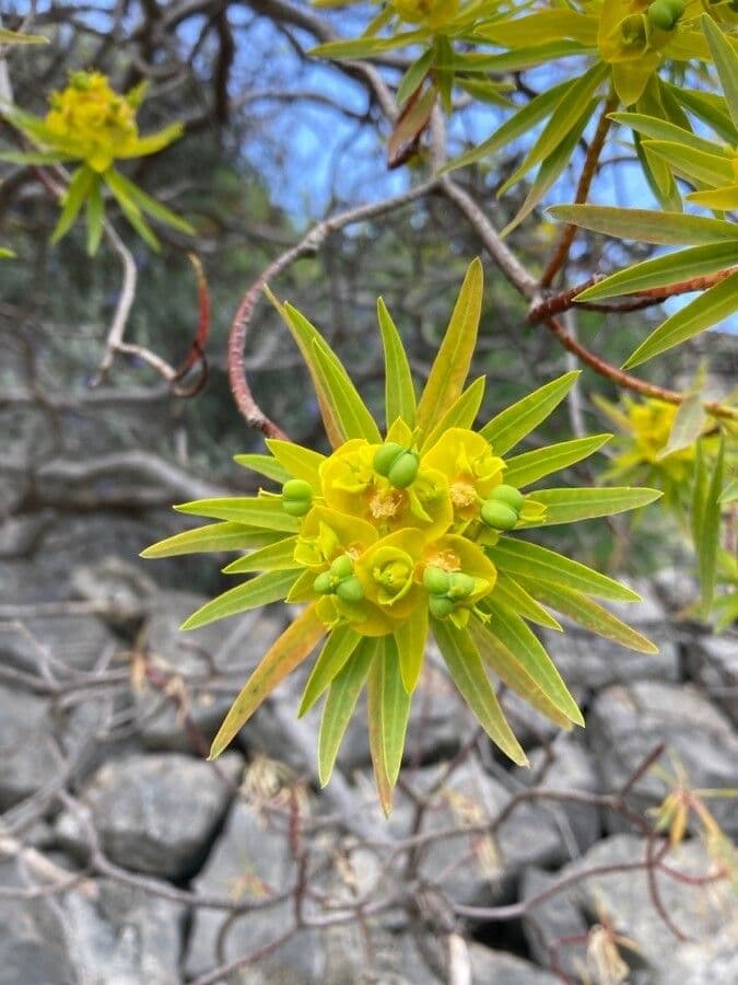 Baum-Wolfsmilch 6