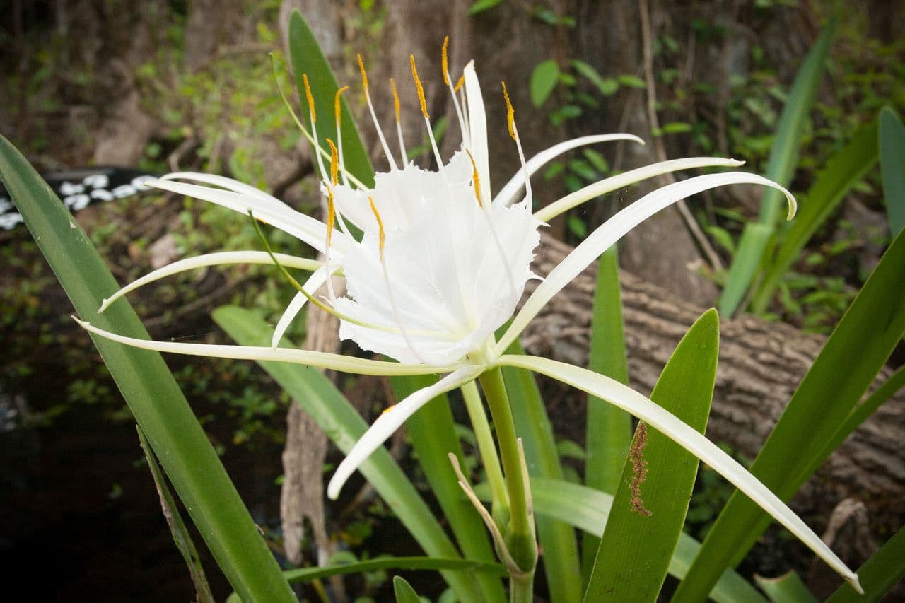 Hymenocallis 2