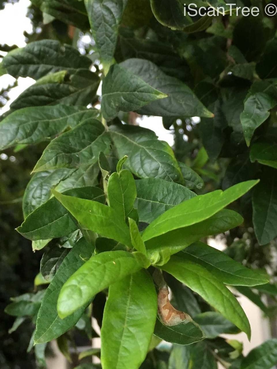 Combretum 10