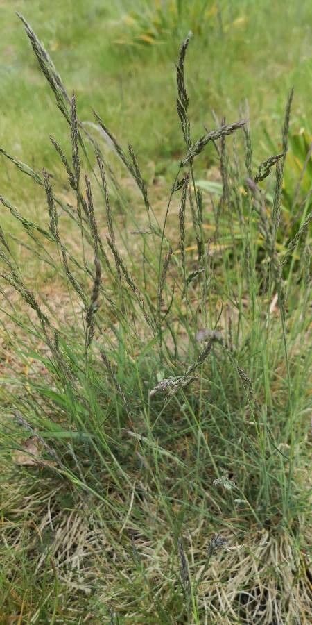 Festuca ovina 14