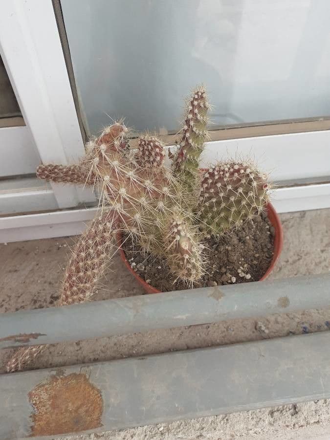 Nopal espinoso 16