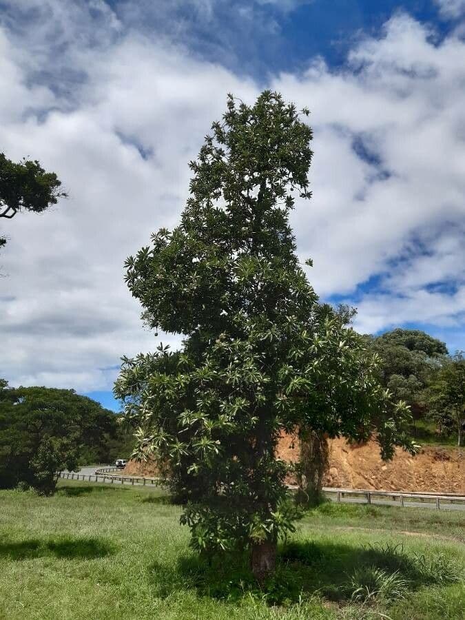 Cerbera 15