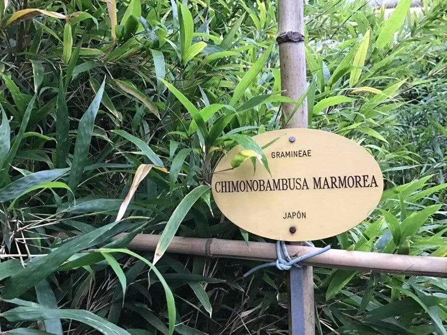 Bambù marmorizzato 3