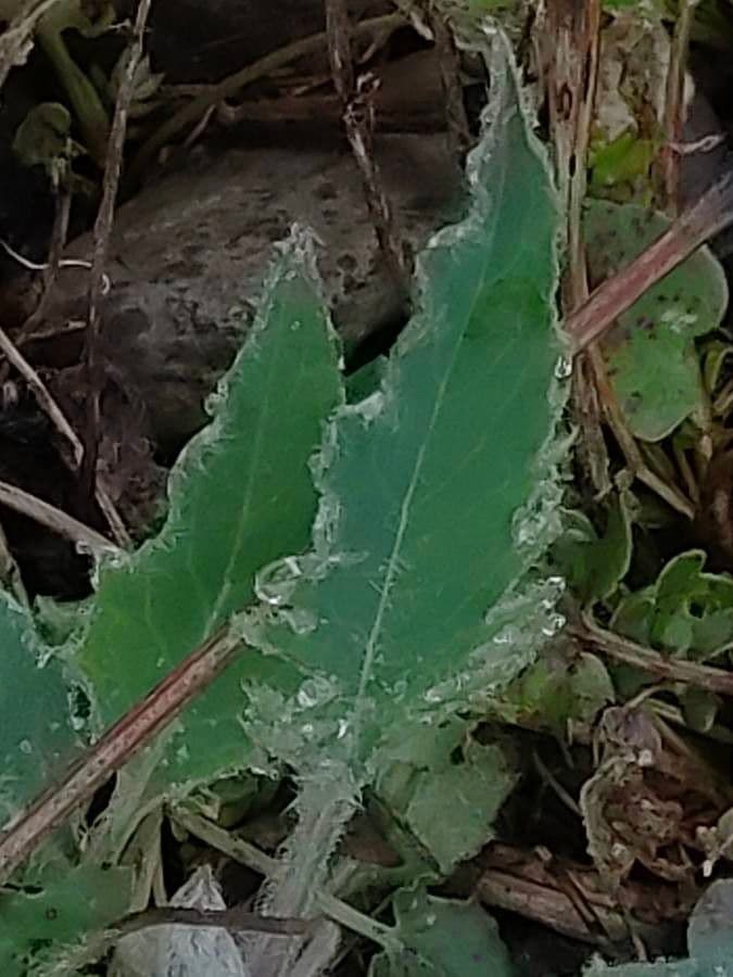 Hieracium 4