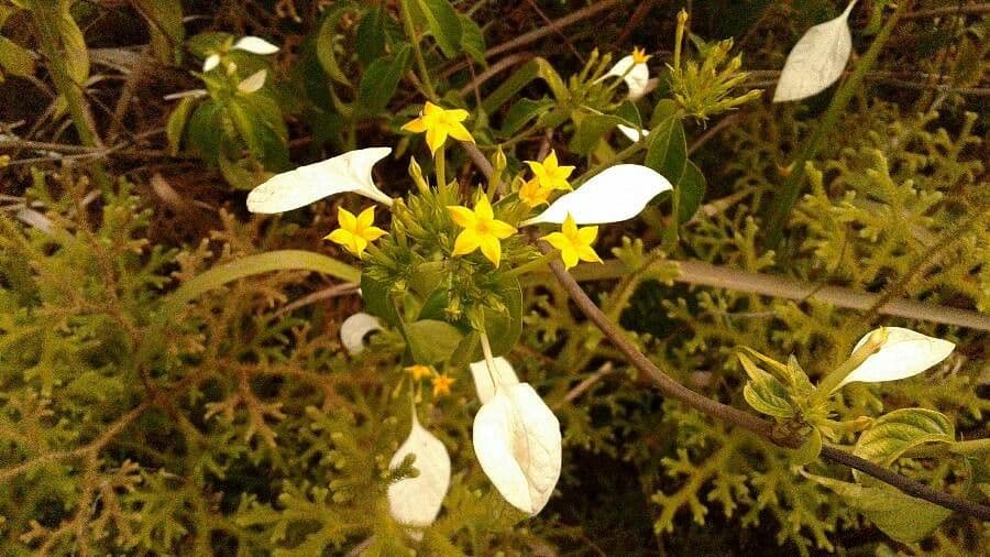 Mussaenda philippica 5