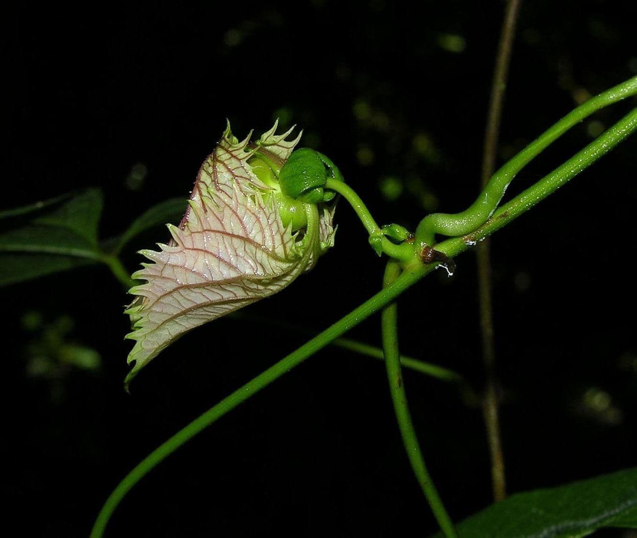 Dalechampia dioscoreifolia 15