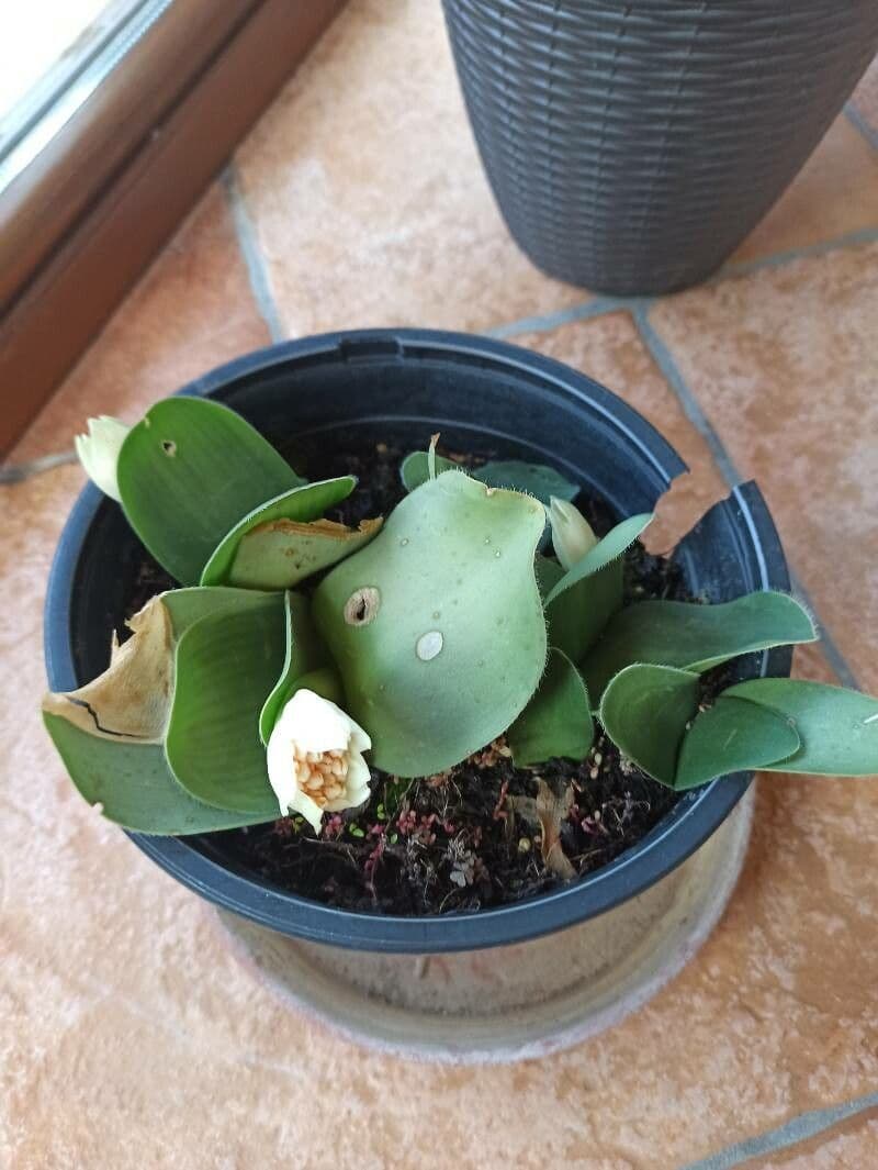 Haemanthus 11