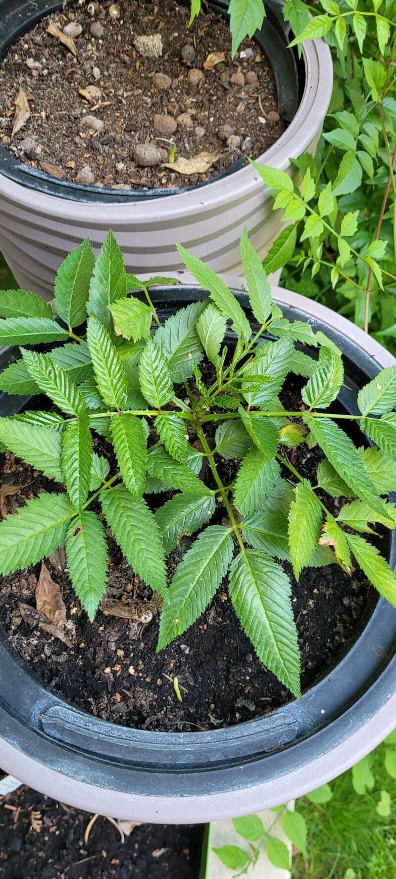 Rubus illecebrosus 14