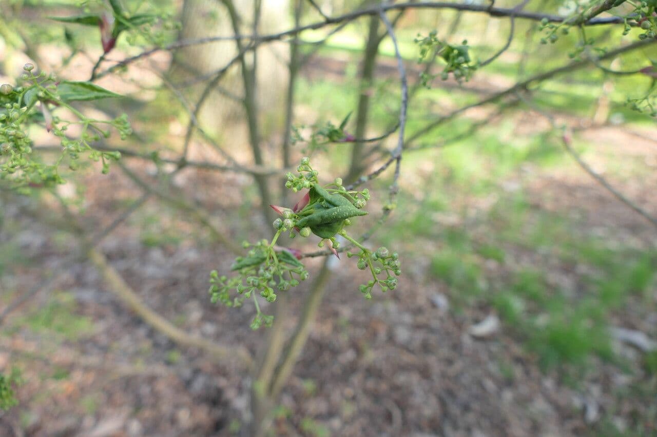Euonymus oxyphyllus 5