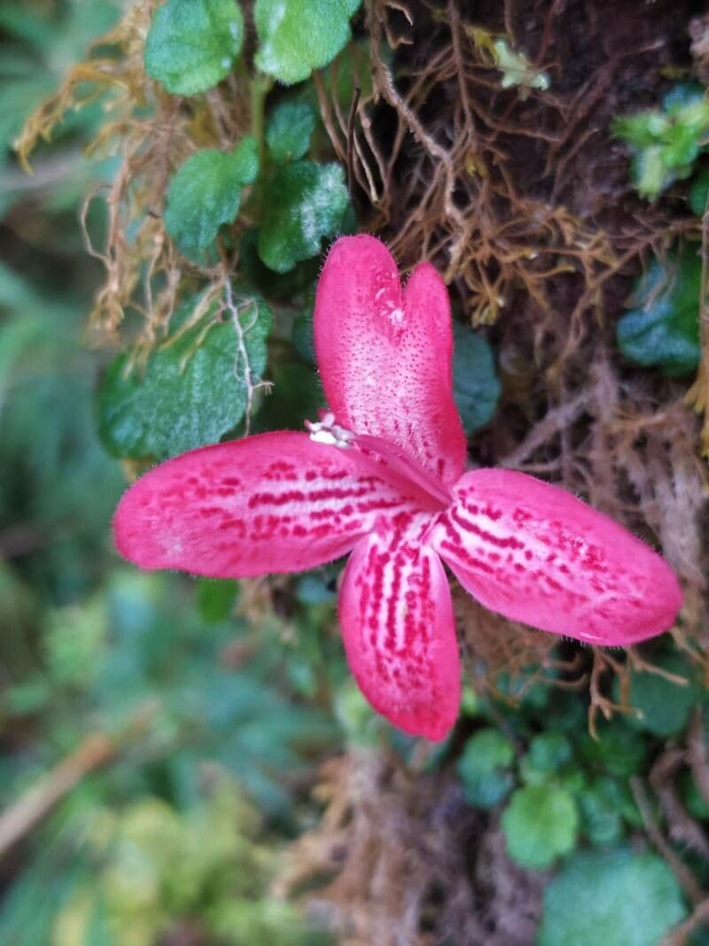 Asteranthera 3