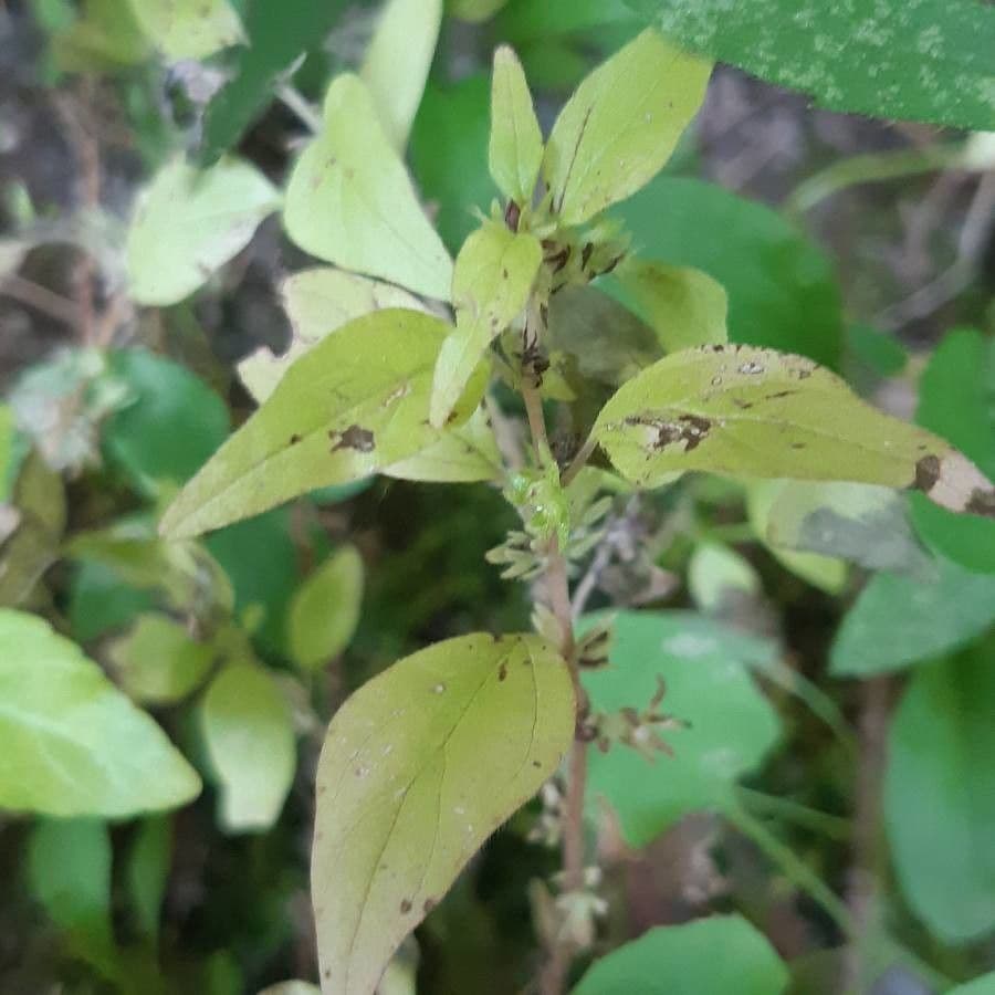 Parietaria pensilvanica 14