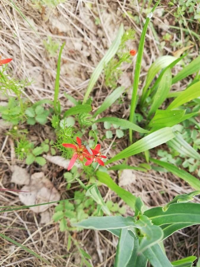 Silene virginica 4