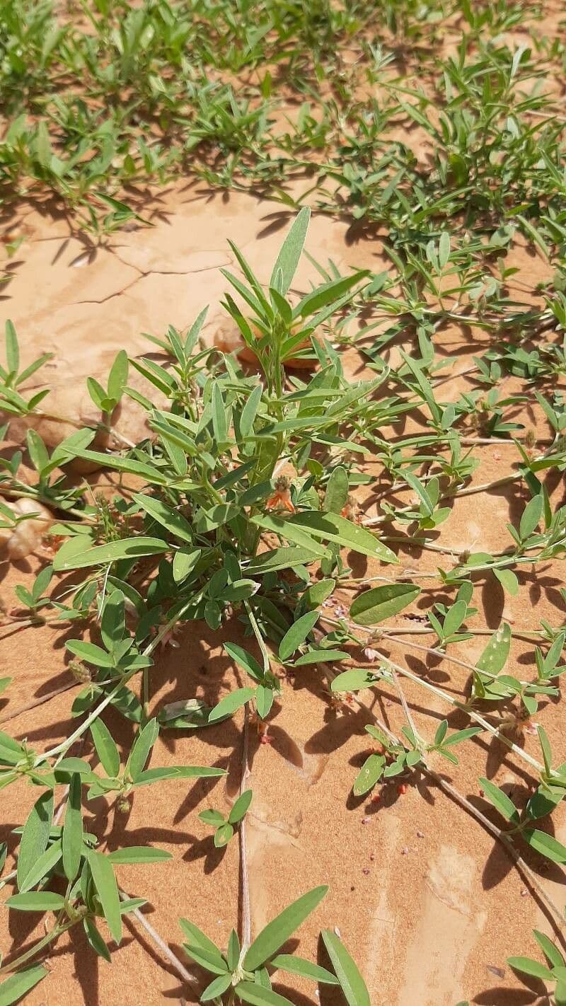 Indigofera 11