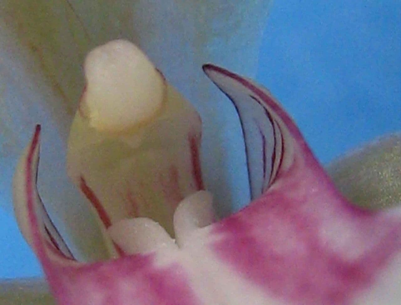 Orchidea monaca 7