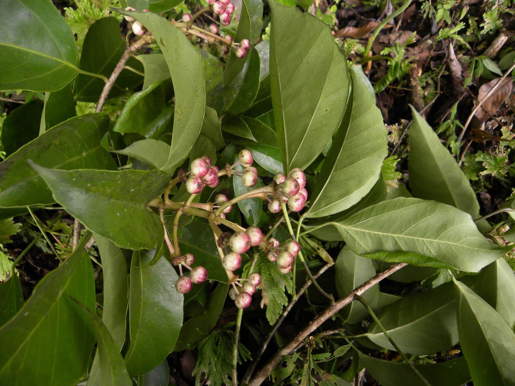 Dendropanax arboreus 7