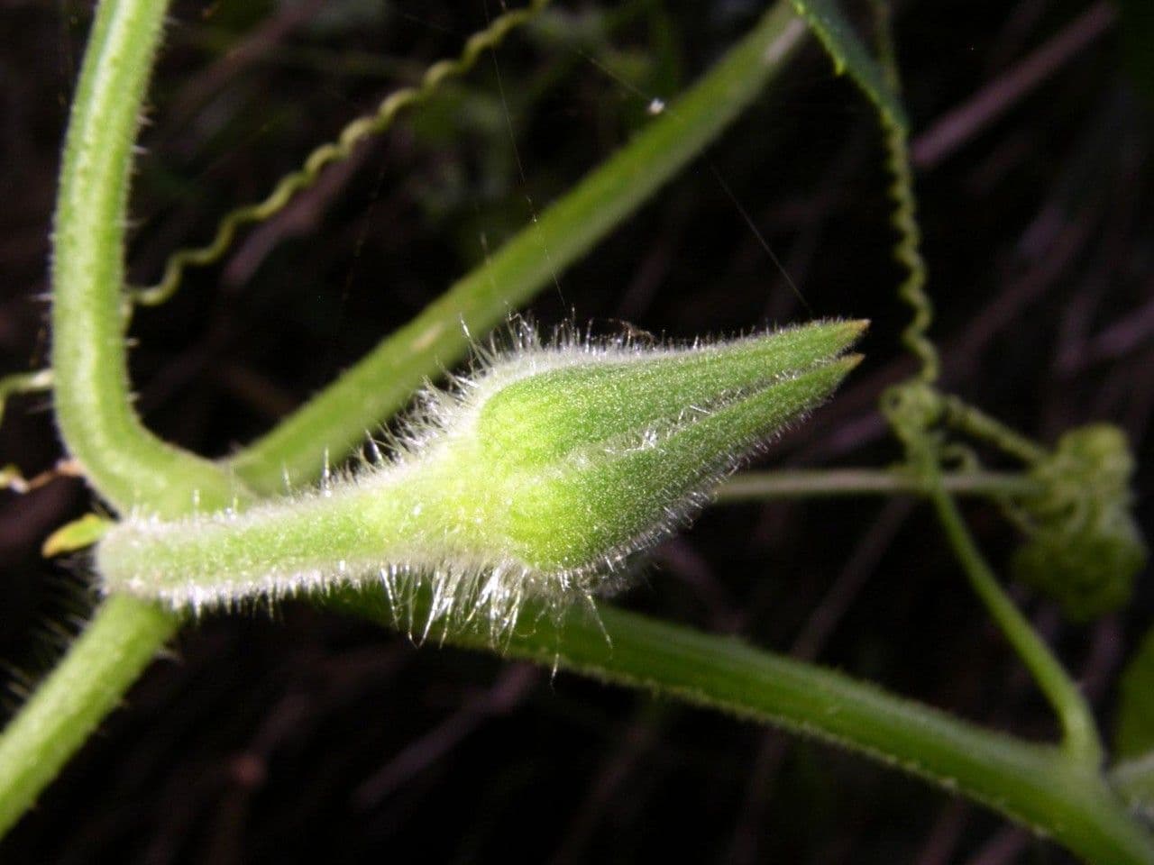 Polyclathra 7