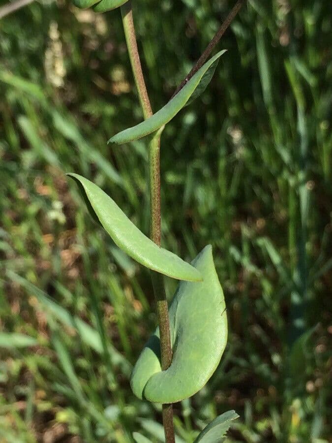 Lepidium perfoliatum 17
