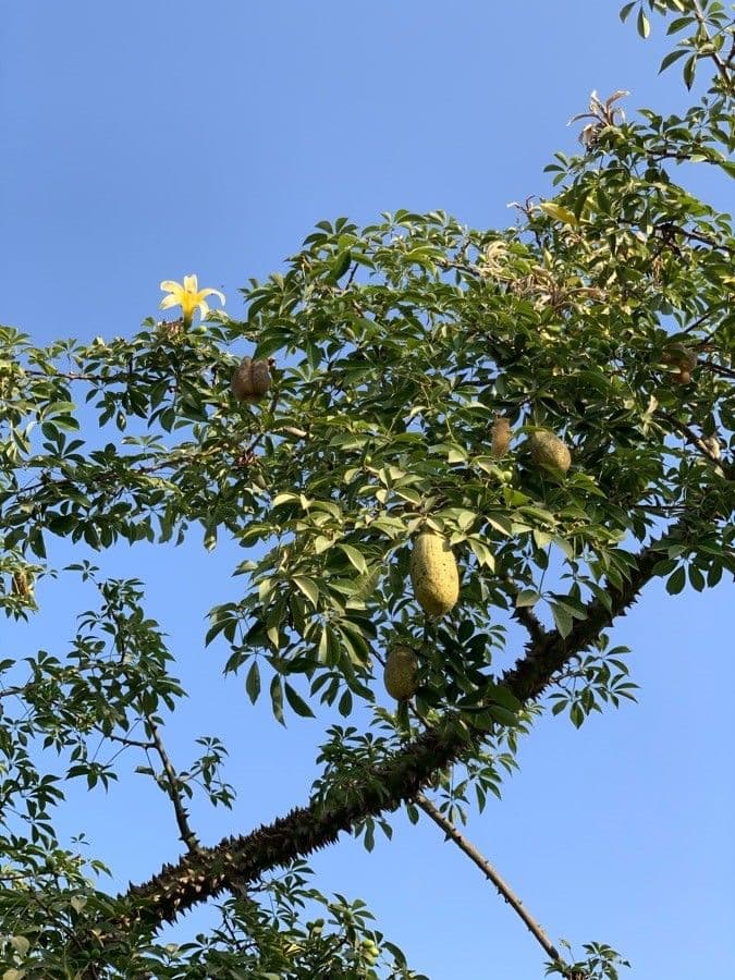 Wollbaum