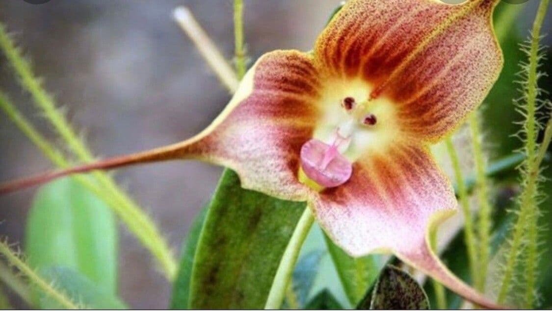 Orchidea scimmia