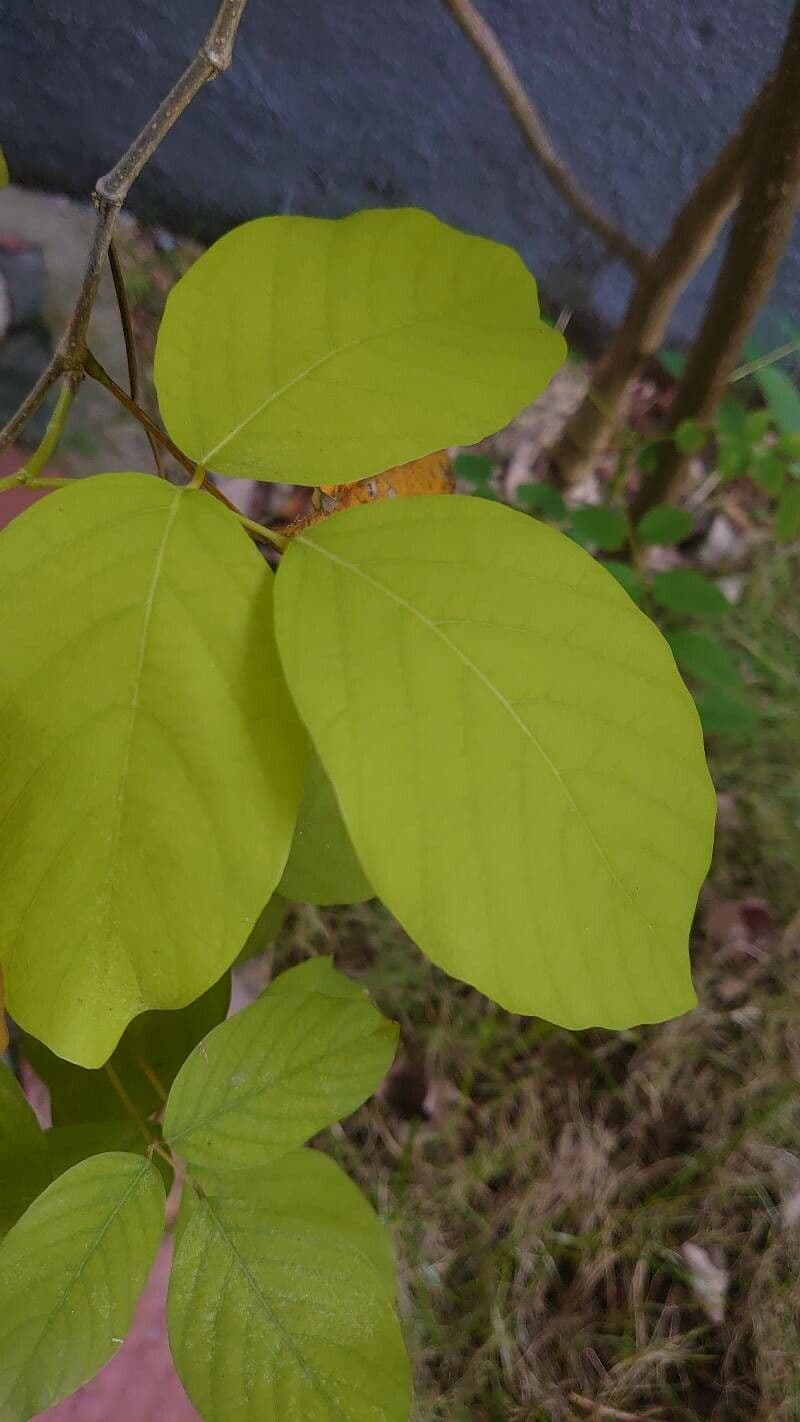 Dendrolóbium 19