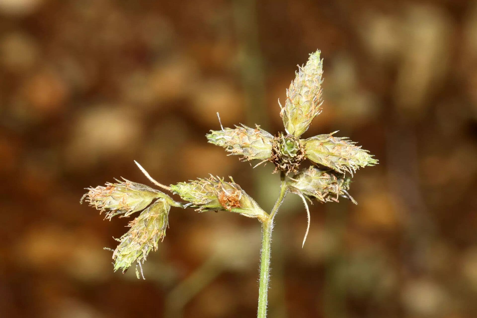 Fuirena pubescens 7